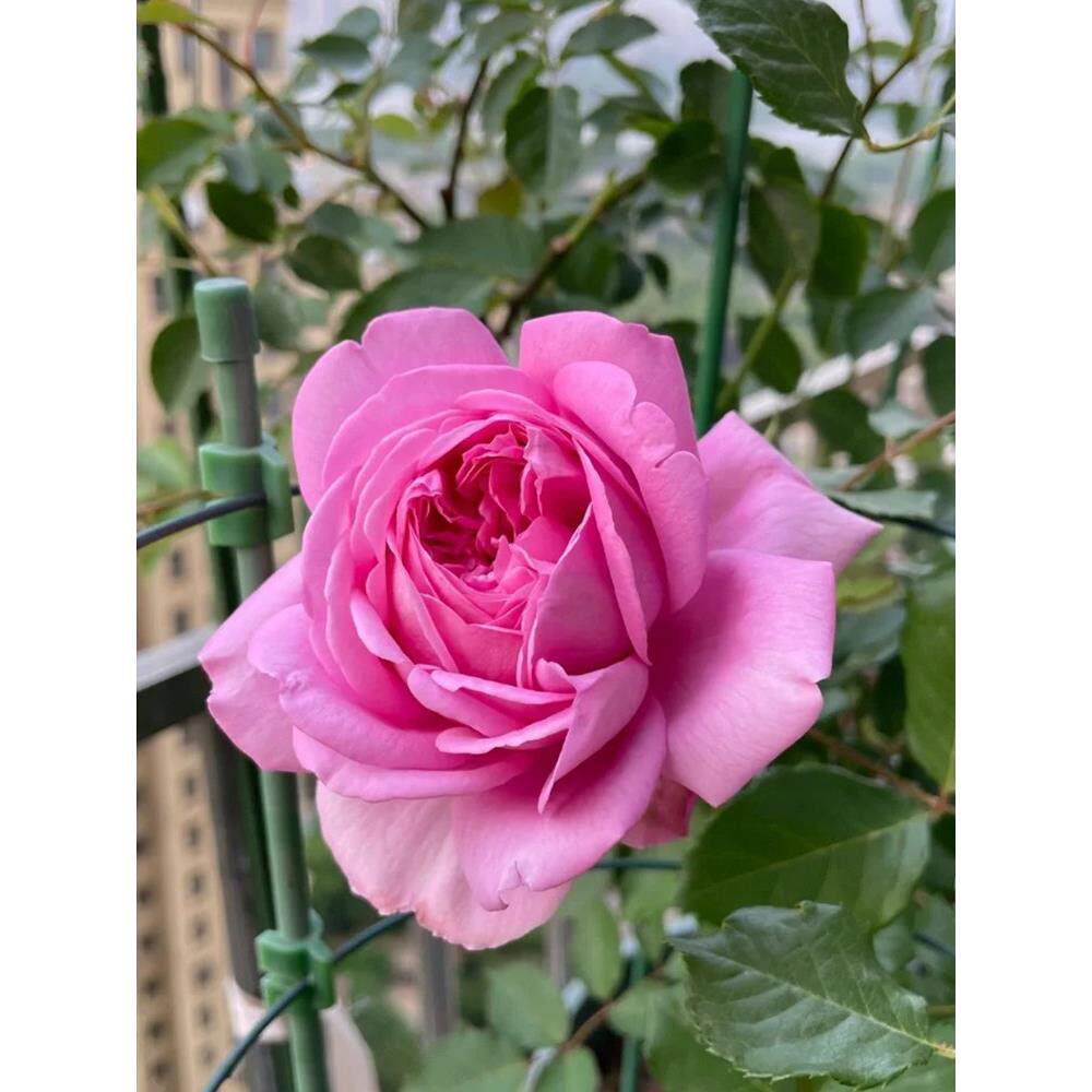 庞巴度玫瑰大花浓香海盆栽浓香带花阳台玫瑰大花庭院勤花蔷薇花苗
