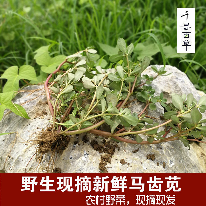 新鲜农村马齿苋野外生长冰袋保鲜