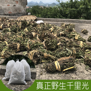 野生千里光干九里明黄花母新鲜晒干500g包邮农家新货捆扎宝宝洗澡