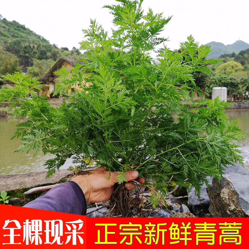 新鲜苦蒿青蒿黄花蒿臭蒿黄蒿现采全草500g包邮泡脚洗澡中草药
