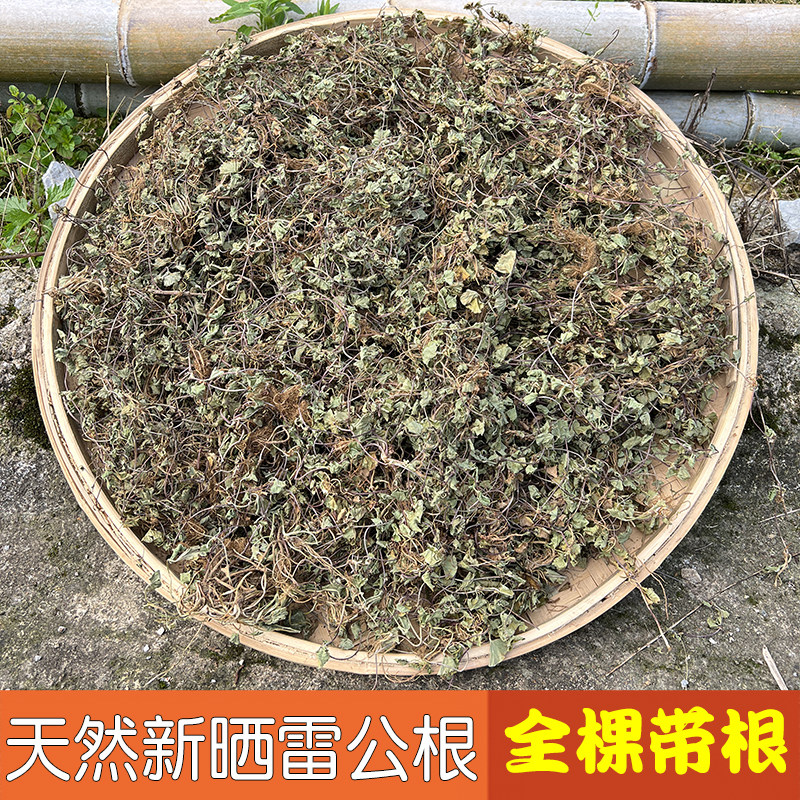 新鲜野生晒积雪草中药材雷公根干崩大碗马蹄草农家无硫500克包邮