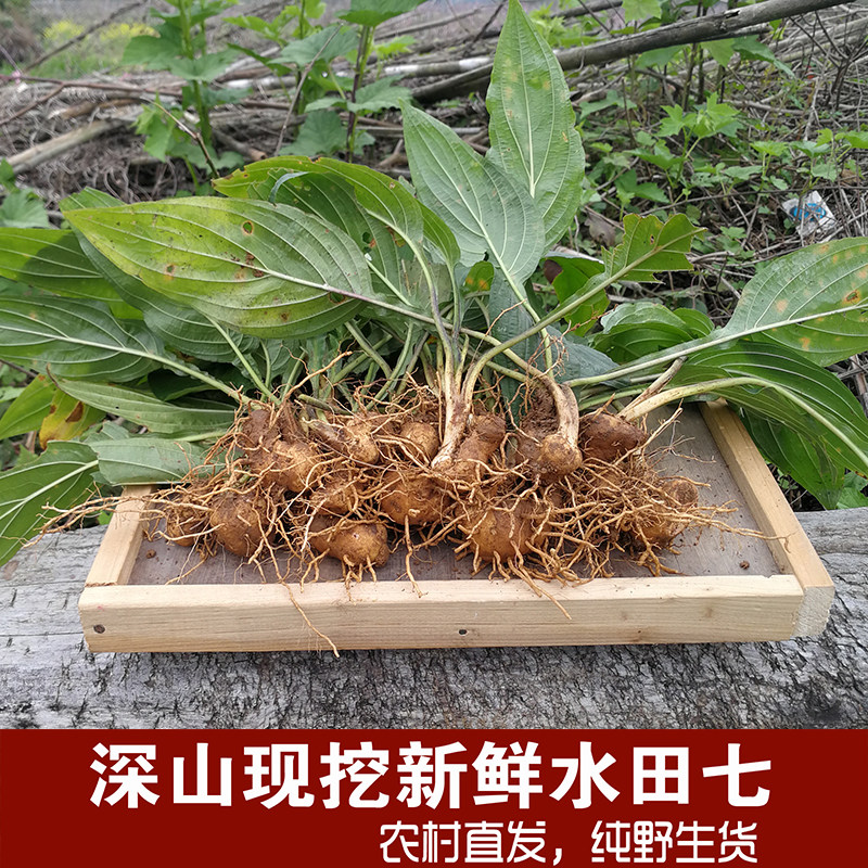 土三七怎么吃,食用,叫做_大山谷图库