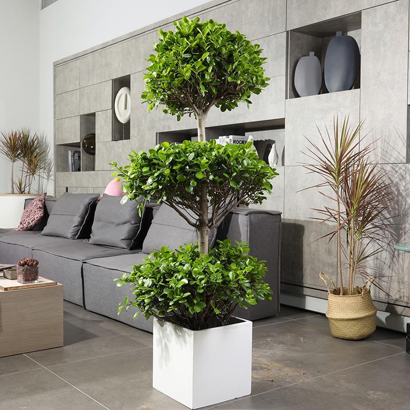 开树礼榕型钱盆层钱盆大中榕三客钱高景金观送摇叶档厅业金w栽树