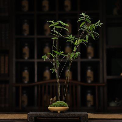 三足盆米竹茶室书房盆景办公室小盆栽桌面绿植摆件室内好养植物