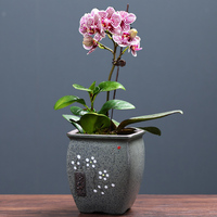 陶瓷蝴蝶蘭清倉(cāng)簡(jiǎn)約風(fēng)特價(jià)花盆