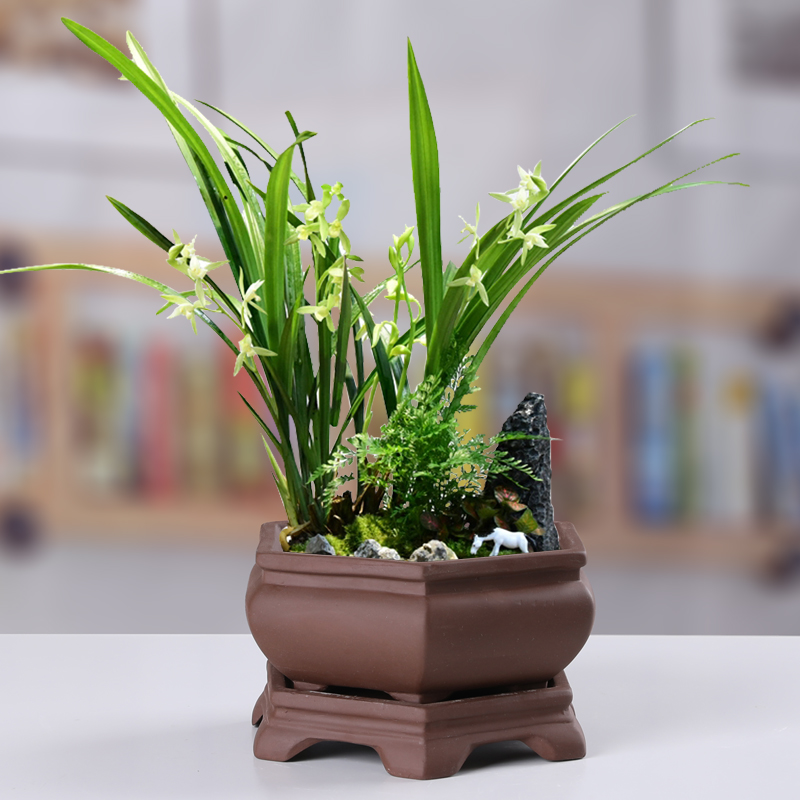 紫砂花盆陶瓷多肉兰花盆菖蒲个性创意拼盘摆件盆景文竹古典盆清仓