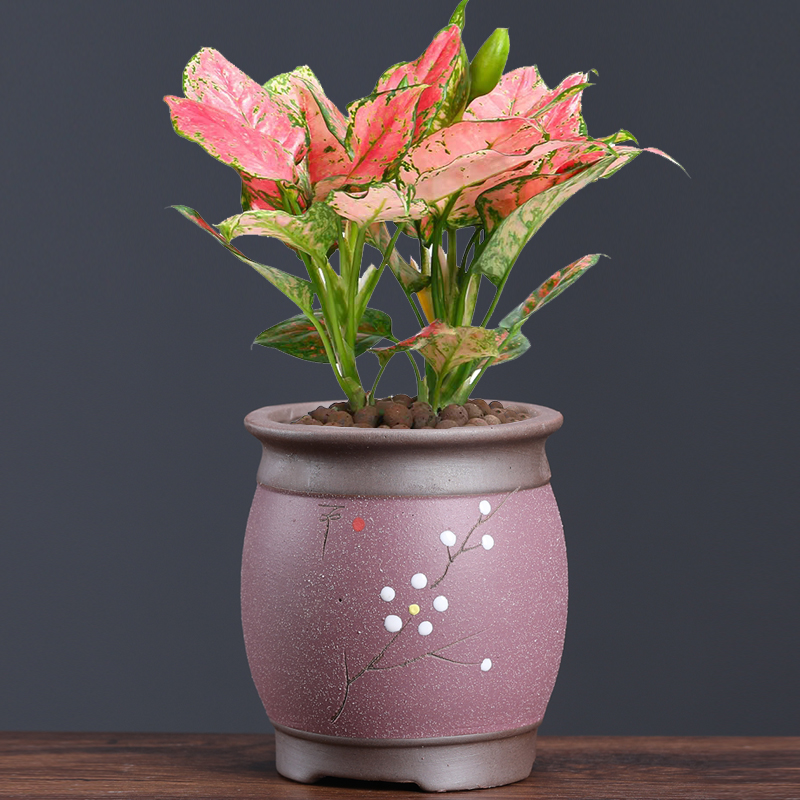 紫砂透气兰花特价清仓花盆陶瓷