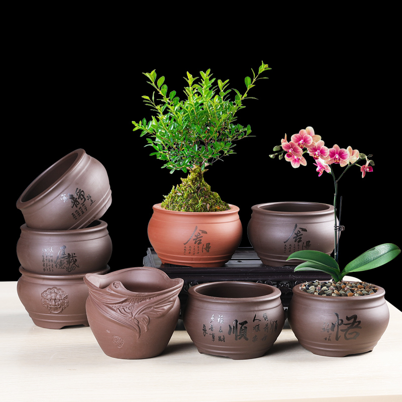 多肉菖蒲紫砂拇指盆特价清仓