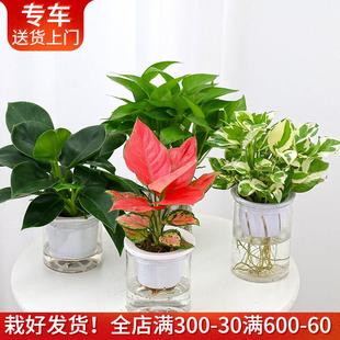 好养室内桌面小植物绿萝发财树绿 已养出水生根 水培植物集合