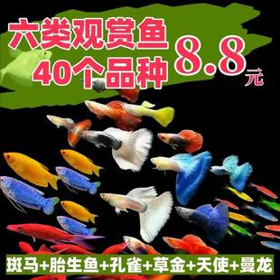 孔雀鱼观赏鱼曼龙胎生小鱼鱼苗淡水热带好养小型耐活冷水耐养斑马