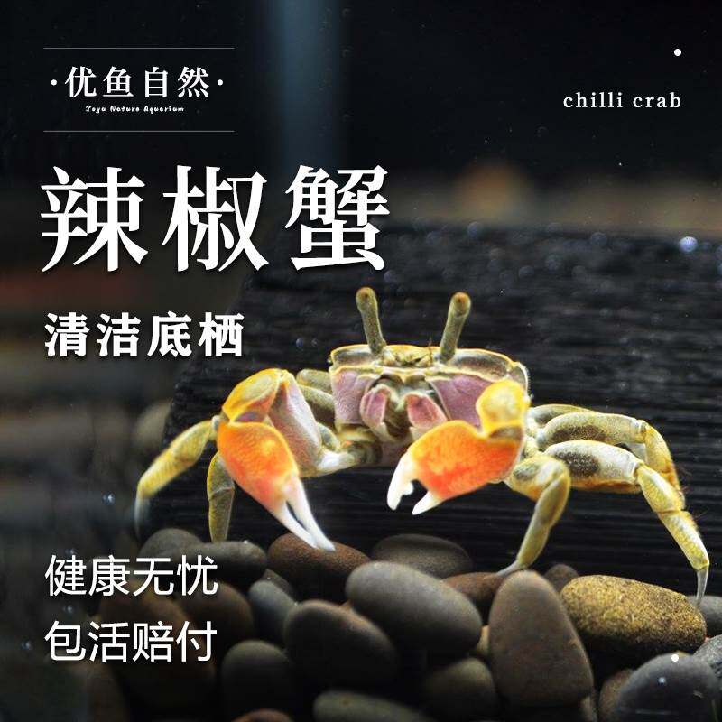 迷你蟹辣椒蟹观赏蟹活体宠物螃蟹吃虫除藻淡水蟹鱼缸爬行底栖动物