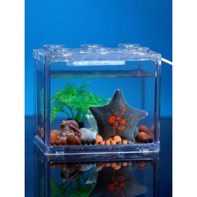 海星活宠物活体海水观赏翻砂小宠活物活的小型水族海盘车水母鱼缸