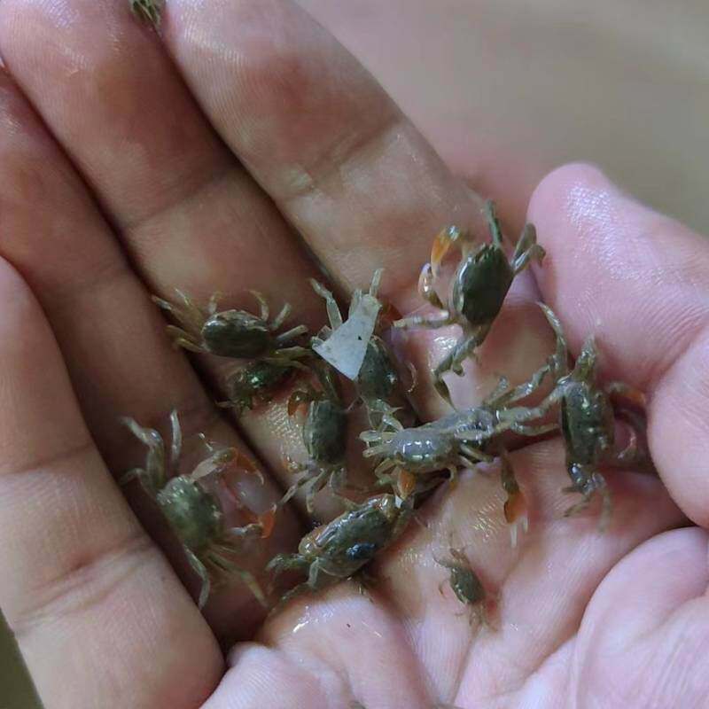 豆豆蟹迷你辣椒蟹红爪辣椒蟹相手蟹将军蟹西瓜蟹招潮蟹观赏蟹