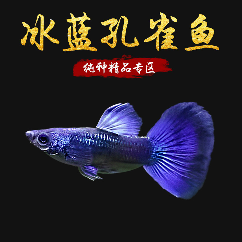 冰蓝孔雀鱼墨兰纯种孔雀鱼蓝礼服小型热带鱼鱼苗观赏鱼蓝尾胎生鱼