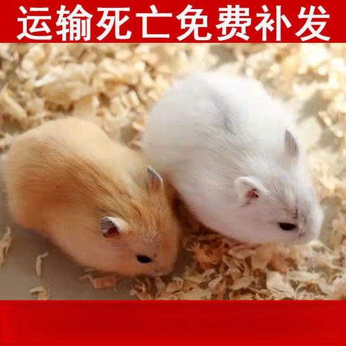 小仓鼠活物送笼子已打疫苗不咬人三线银狐布丁活体一公一母包活