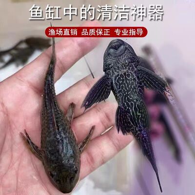 清道夫黑色鱼缸清洁热带观赏鱼清道鱼鱼道夫清仓清缸正品清道夫