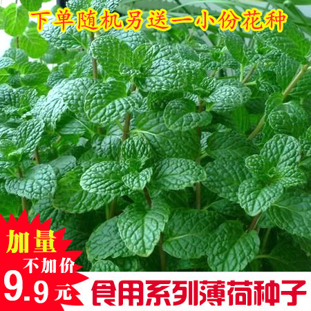薄荷种子夏季食用薄荷多年生驱蚊虫罗勒香草种子四季盆栽种孑|ruв категории доставка цветов/цветок моделирования/растения садоводства, цветок/овощи и фрукты/газон семян (новая), домашнее садоводство семян - от Buy2taobao.com для оказания профессиональной услуги покупки агента Taobao