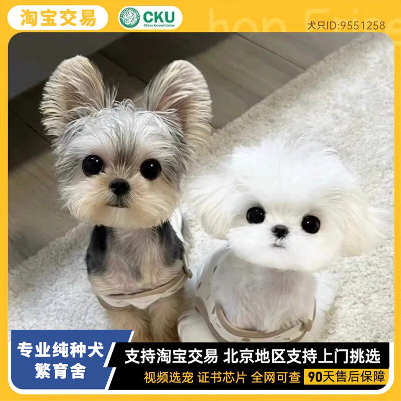 韩版纯种马尔济斯犬公主犬马尔济斯幼犬活体家养宠物狗超小茶杯犬