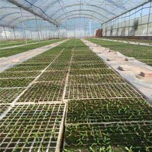 地沟白色菜苗漂浮育苗盘漂盘稻苗托盘瓜苗菜盘种菜生芽菜辣椒播种