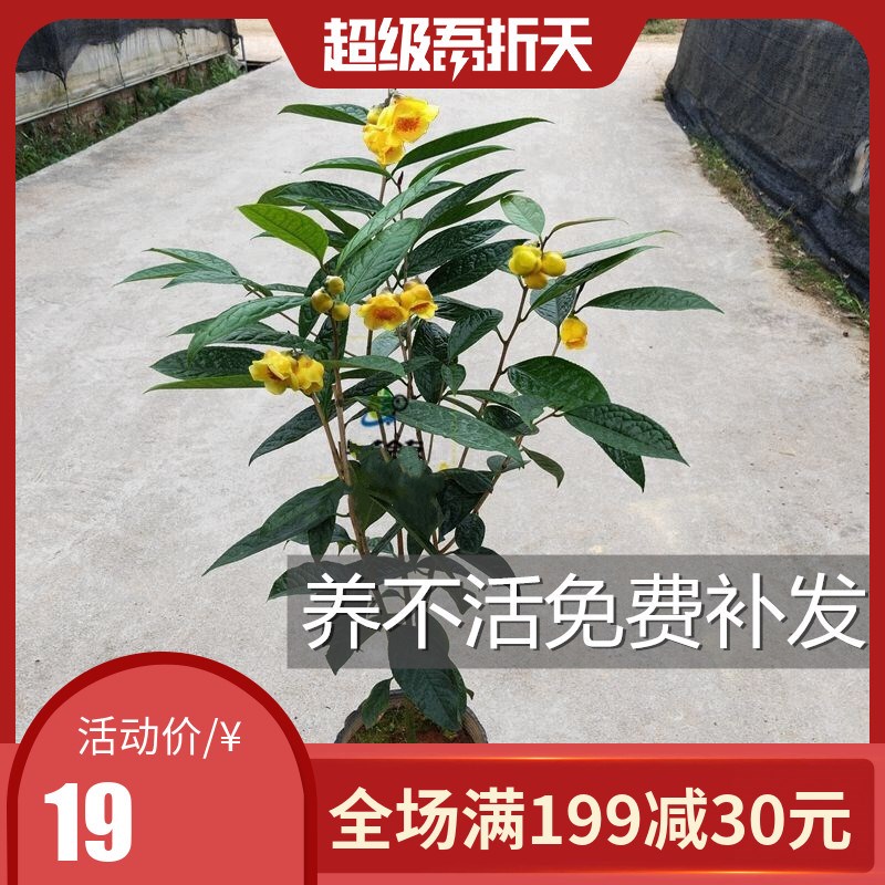 防城金花茶树苗金茶花盆栽苗野生带花金黄色花室内外四季花卉绿植