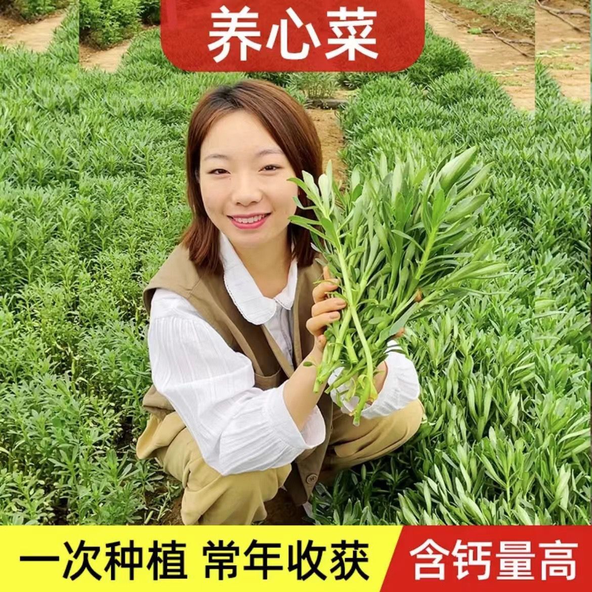 四季播种阳台盆栽庭院种植蔬菜
