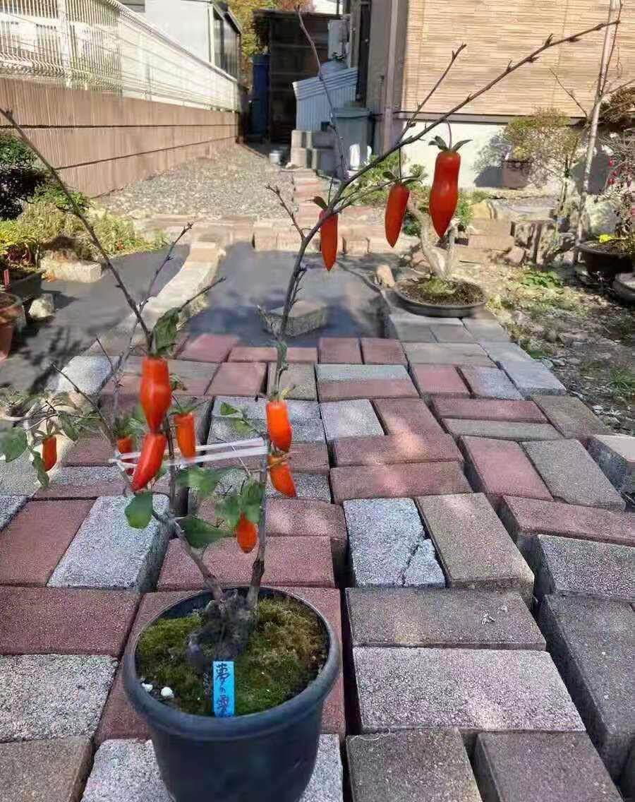 老鸦柿盆栽苗金弹子苗盆景苗玩小可造型母桩小苗老鸦柿梦之雫观果