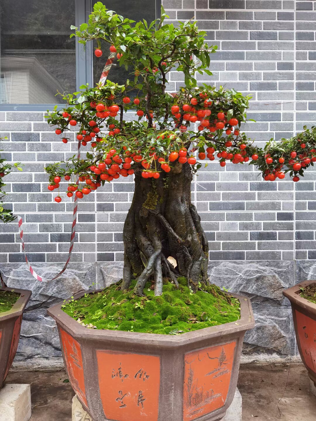 金弹子可带果盆栽四川小叶金单子带造型观果盆景小苗母桩练手嫁接