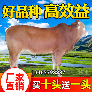 活牛鲁西黄牛犊出售西门塔尔牛仔四川小牛崽肉牛活体母牛养殖技术