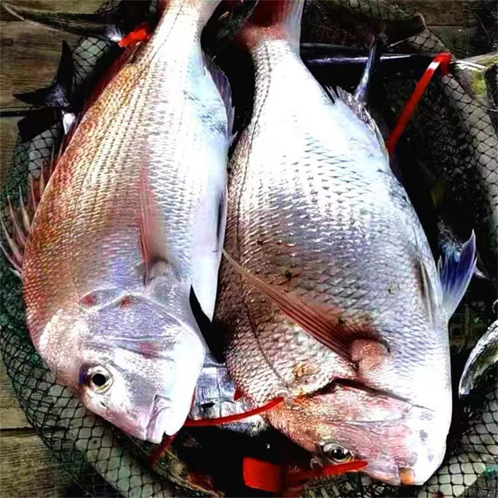新鲜红鲷鱼冷冻海鲜加吉鱼真鲷铜盆鱼顺丰包邮