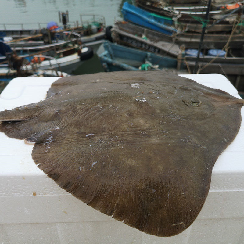 新鲜老板鱼冷冻海鲜水产魔鬼鱼鲽鱼鳐鱼孔鳐海鱼7斤包邮