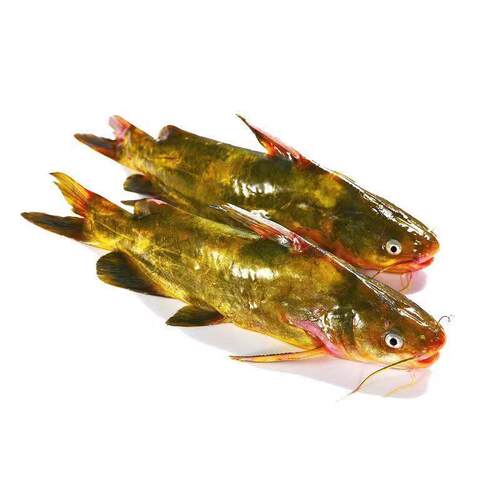 东北嘎牙子鱼淡水鱼包邮