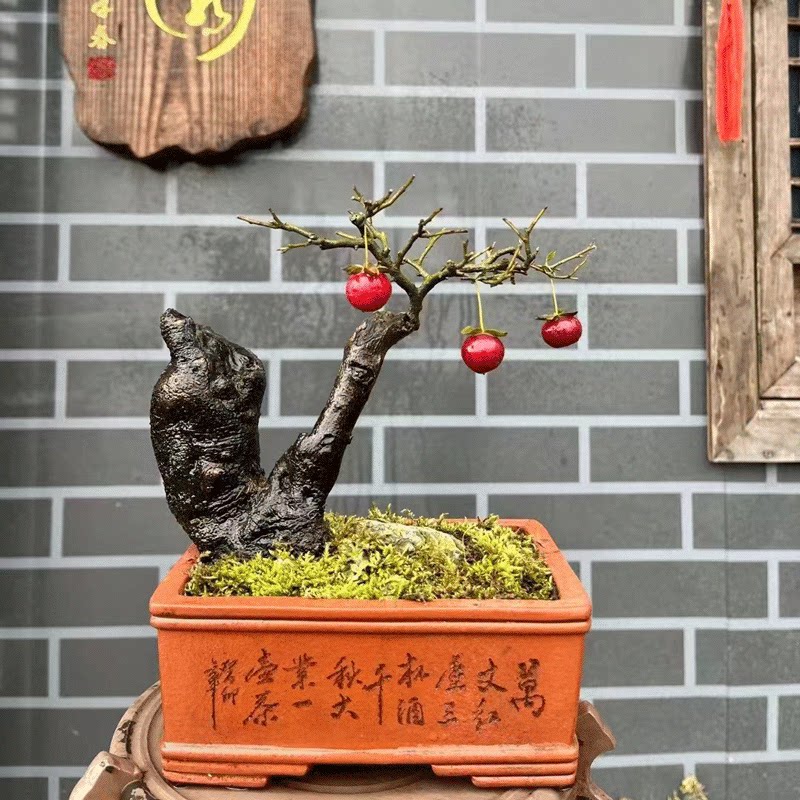 四川金弹子老桩盆景丛林矮霸母桩大型绿植/成品组合盆
