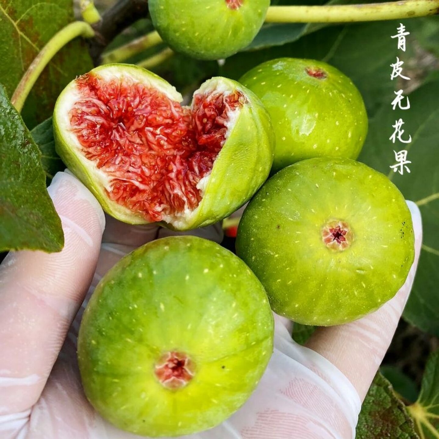 现货威海青皮无花果鲜果山东当季新鲜绿皮大果糖包子顺丰包邮