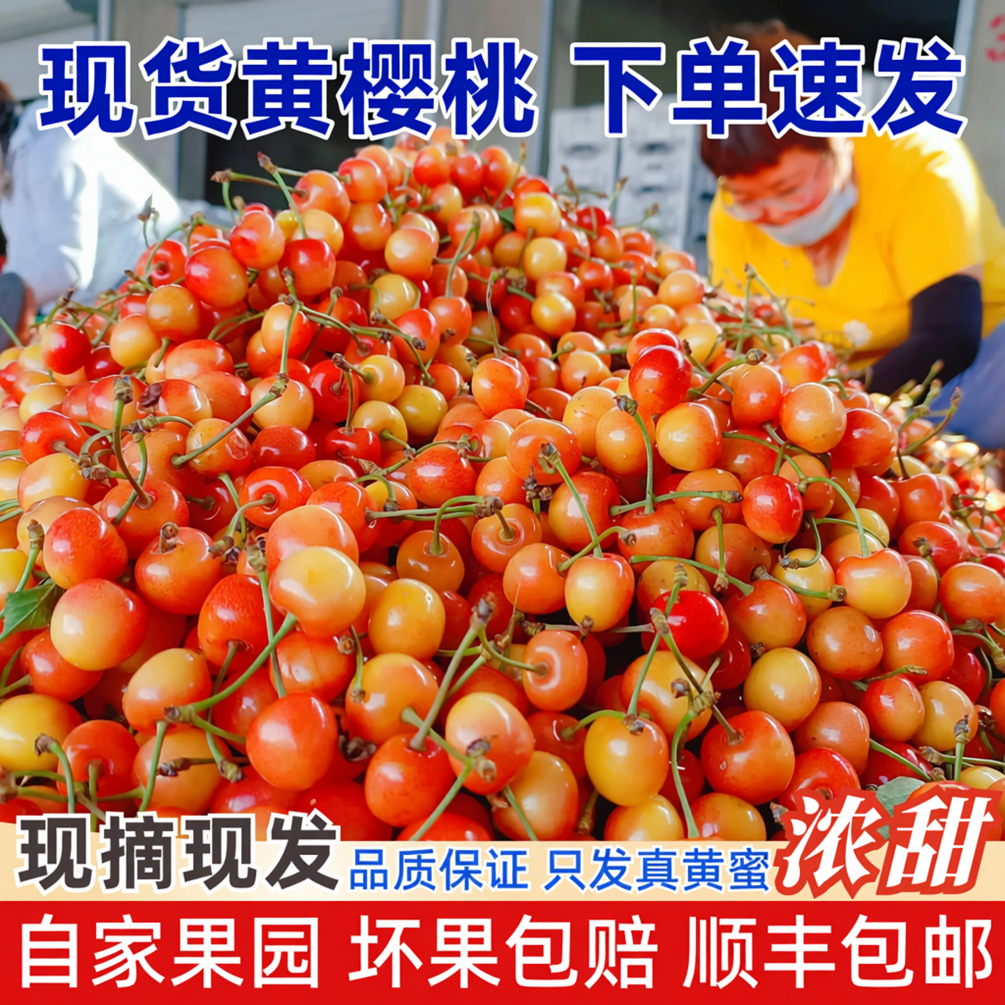 现货黄蜜黄水晶黄樱桃雷尼车厘子新鲜孕妇山东水果5斤顺丰
