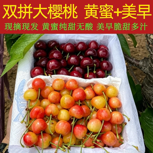 现货山东双拼黄蜜美早打樱桃烟台雷尼尔车厘子新鲜孕妇水果顺丰