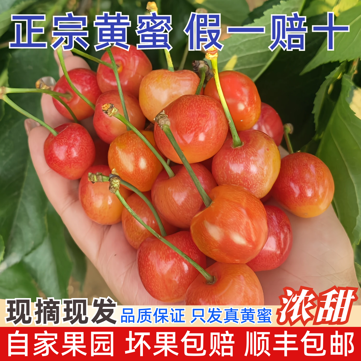 现货正宗山东黄蜜大樱桃纯甜无酸