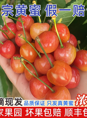 山东烟台黄蜜黄水晶樱桃雷尼尔车厘子新鲜水果孕妇水果顺丰