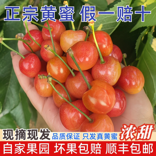 山东烟台黄蜜黄水晶樱桃雷尼尔车厘子新鲜水果孕妇水果顺丰