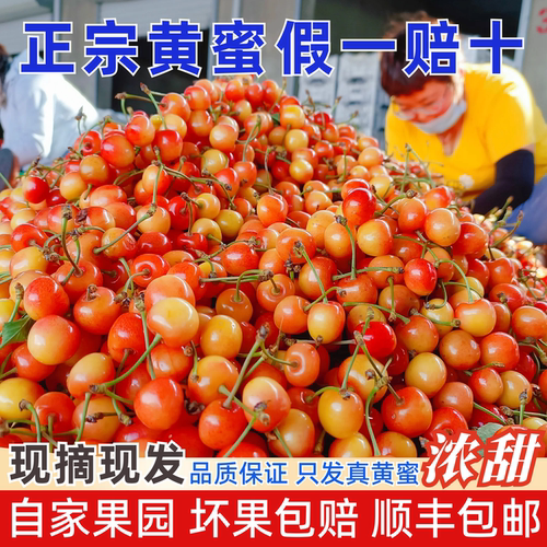 新鲜现摘纯甜黄蜜大樱桃