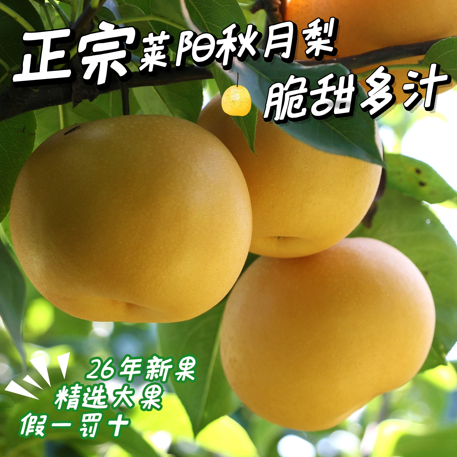 正宗烟台秋月梨脆甜多汁