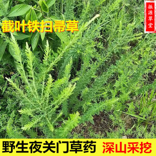 中草药材福建野生夜关门草药  截叶铁扫帚草 封草 绢毛胡枝子晒干