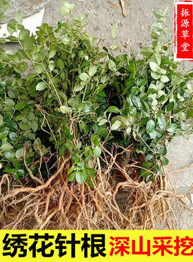 农家中药材 老虎刺中药材虎刺根 老鼠刺 绣花针根 伏牛花根 新鲜