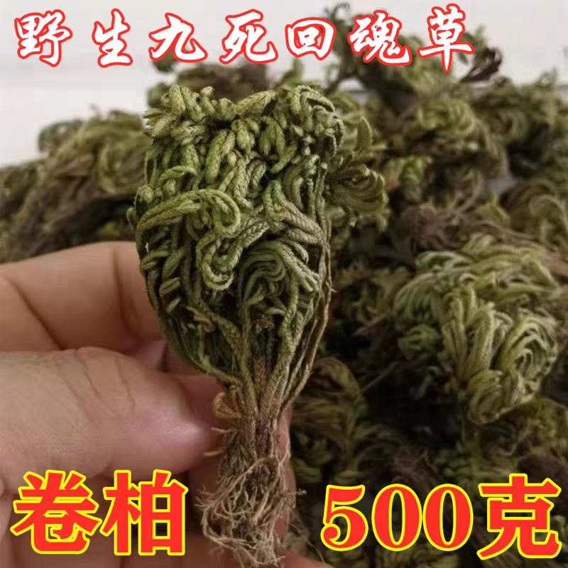 卷柏中草药九死还魂草干 复活草不死草 还阳草 长生草 野生中药材