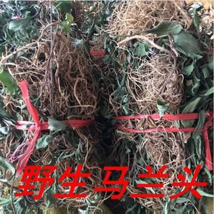 野生正宗中药材马兰头种根 红梗菜鸡儿肠田边菊紫菊新鲜500克晒干
