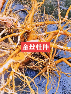 野生黄皮杜仲 龙抬头 疏花卫矛 黄脚鸡 土杜仲根 熬肉炖汤500克