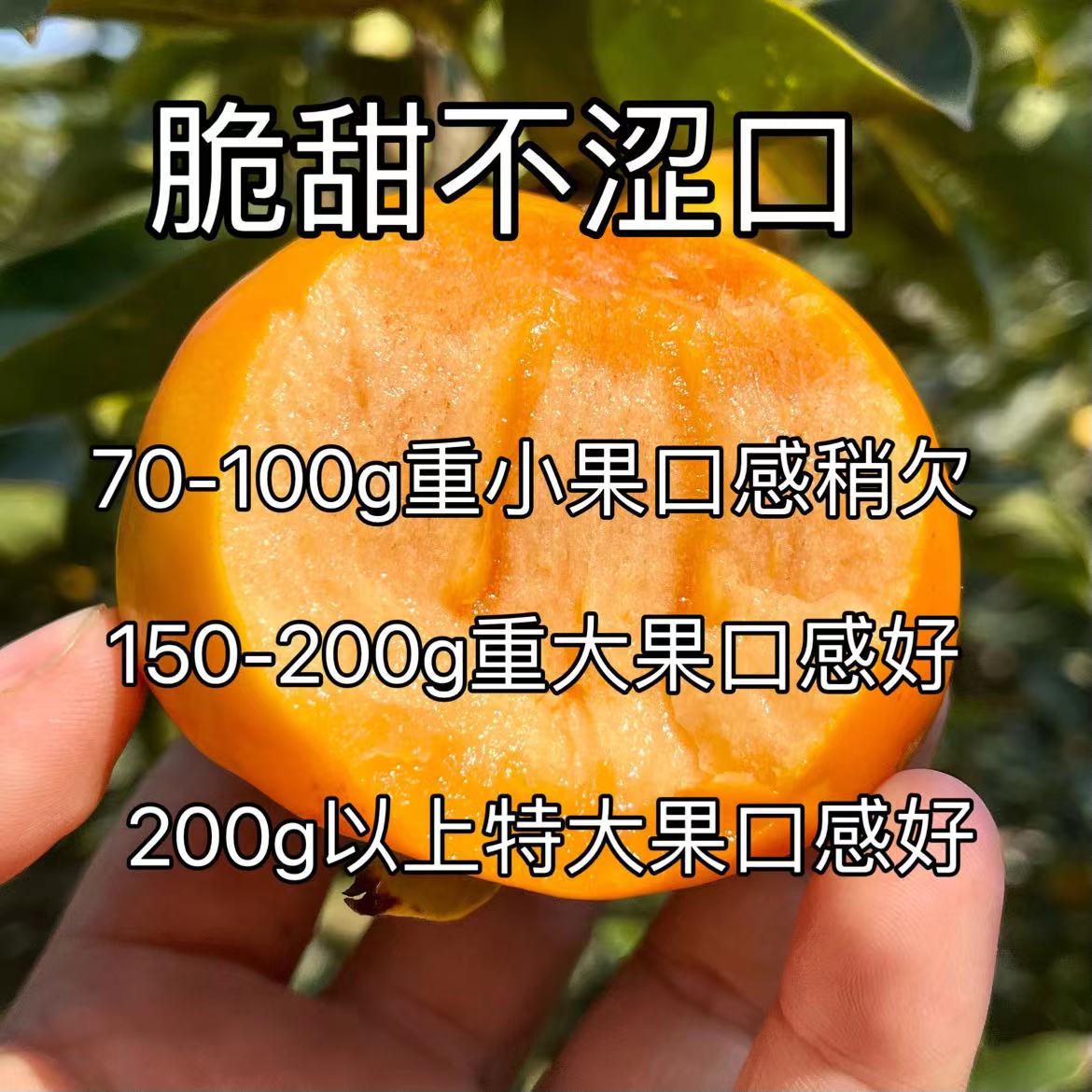 陕西脆甜柿净重5斤现摘现发包邮巧克力脆甜柿子应季水果