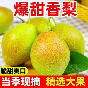 正宗新疆香梨特级大果红香酥梨新鲜水果10斤当季整箱全母梨子