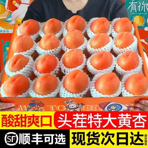 现摘大黄杏子新鲜5斤精选