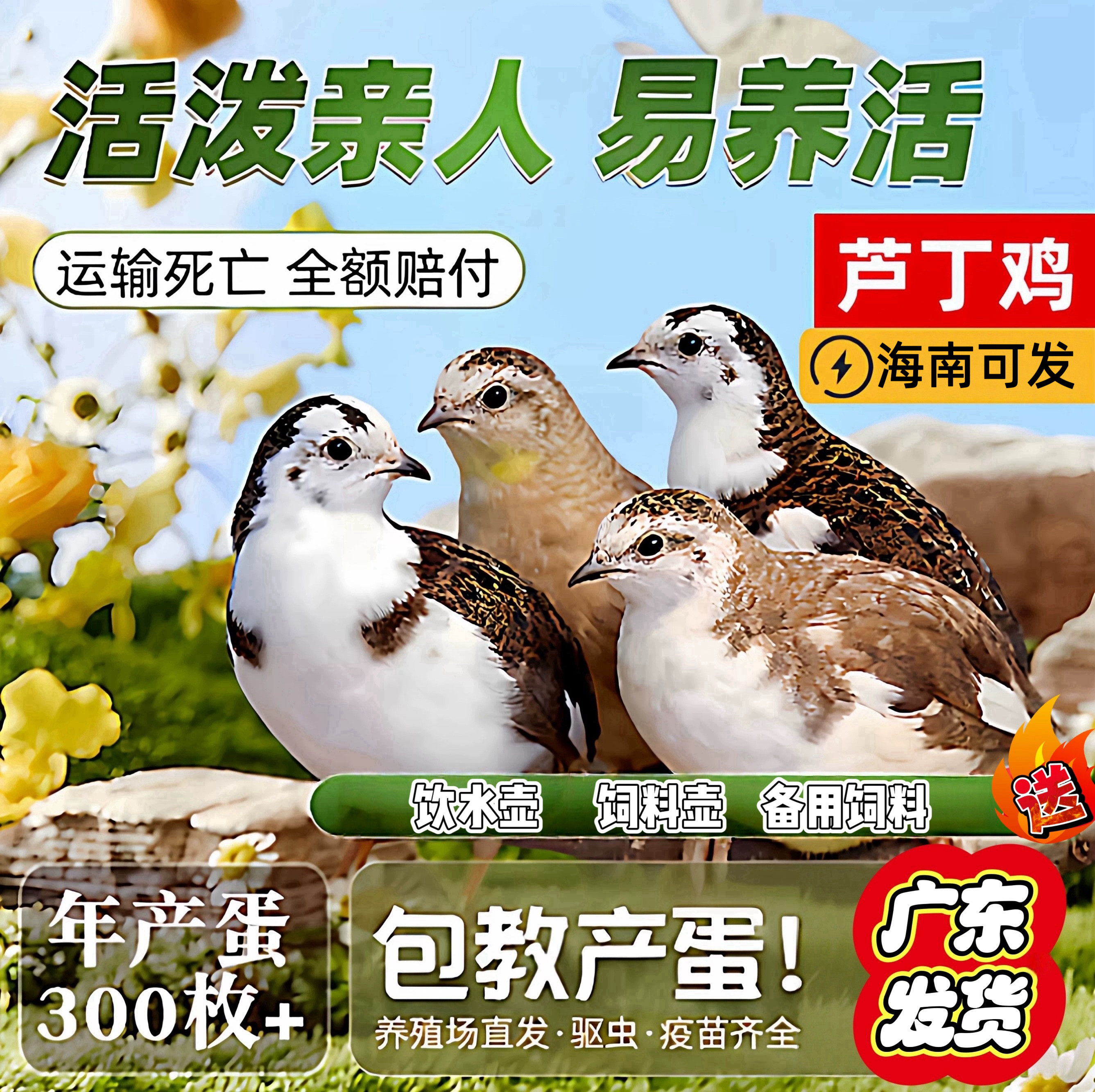 网红芦丁鸡活体宠物鸡全色系家养宠物40-60天青年鸡包活