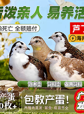 网红芦丁鸡活体宠物鸡全色系家养宠物40-60天青年鸡包活